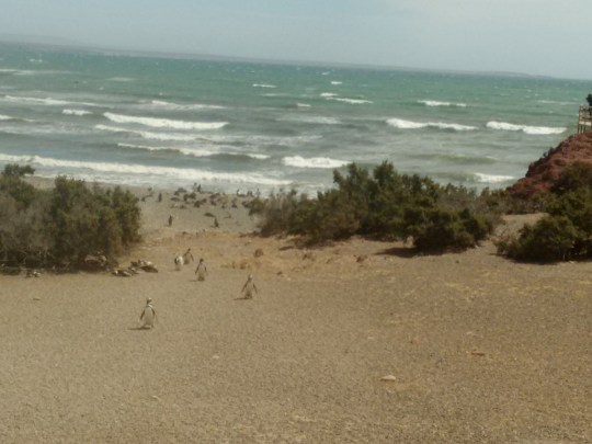 Península Valdez, Punta Tombo 071