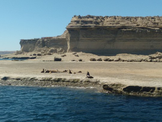 Península Valdez, Punta Tombo 135